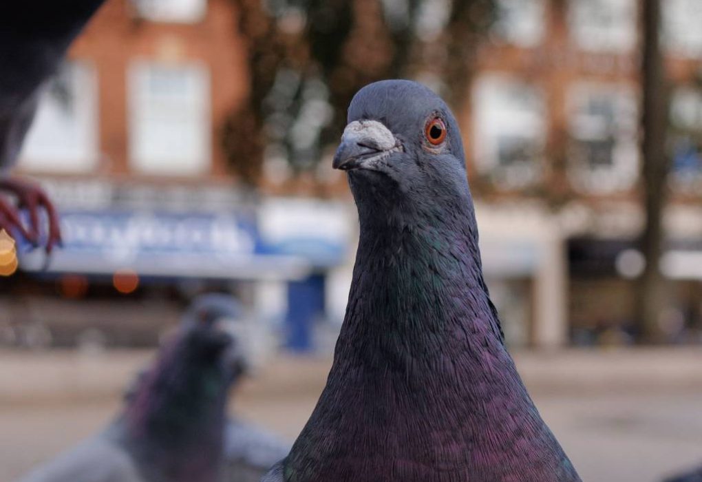Entreprise anti pigeon var : prévenir les nuisances avant qu’elles ne s’installent