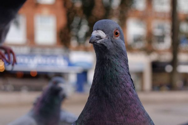 Entreprise anti pigeon var : prévenir les nuisances avant qu’elles ne s’installent