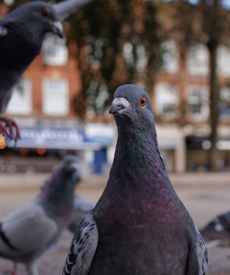 Entreprise anti pigeon var : prévenir les nuisances avant qu’elles ne s’installent
